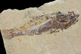 Bargain, Cretaceous Fossil Fish (Pateroperca) - Lebanon #147214-1